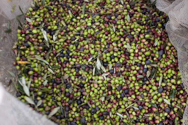 Vista superior de las aceitunas frescas maduras cosechadas en red - foto de stock