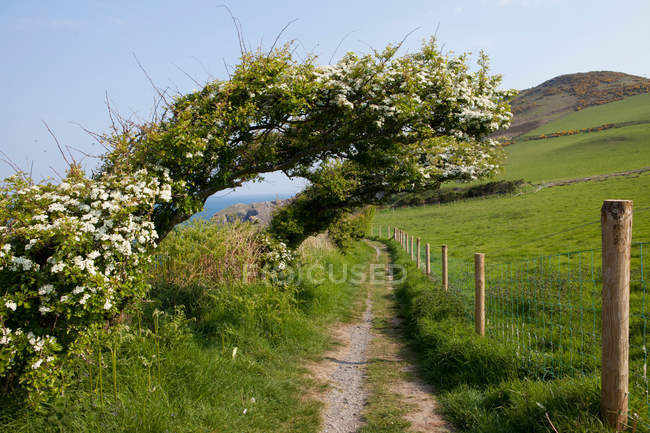 Árbol floreciente sobre camino de tierra - foto de stock