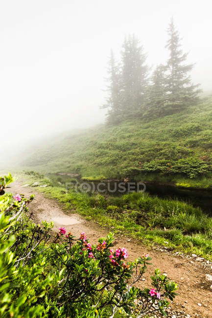 Nevoeiro rolando sobre caminho de sujeira rural com arbusto florescendo em primeiro plano — Fotografia de Stock