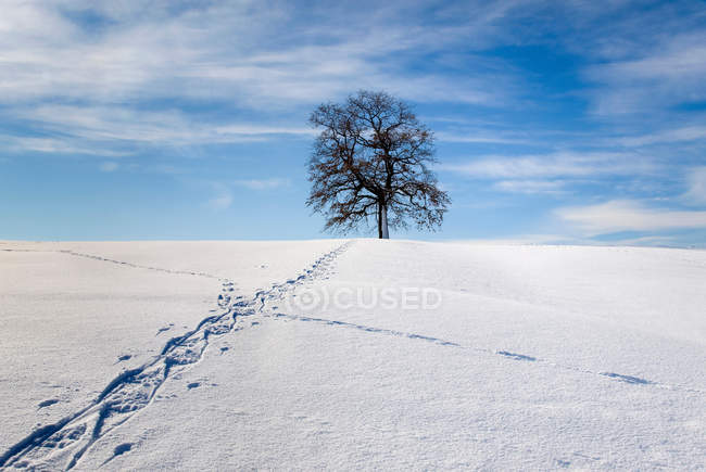 Trilha de passeio através da paisagem de inverno — Fotografia de Stock