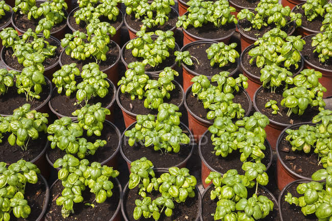 Linhas de Ocimum basilicum - Mudas de plantas aromáticas de manjericão doce sendo cultivadas em recipientes plásticos de cor terracota dentro de uma estufa comercial na primavera, Quebec, Canadá — Fotografia de Stock