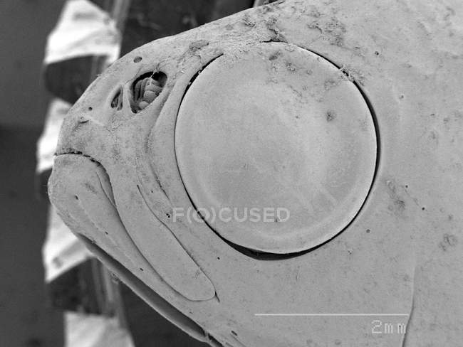 Мокра рибна голова з масштабованим правилом — стокове фото