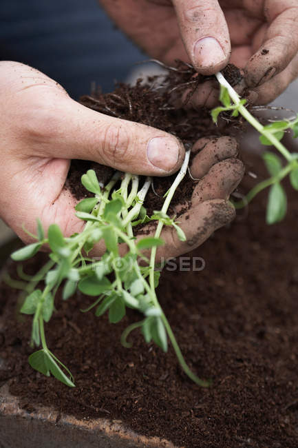 Homem que separa e plantam ervilhas na colocação — Fotografia de Stock
