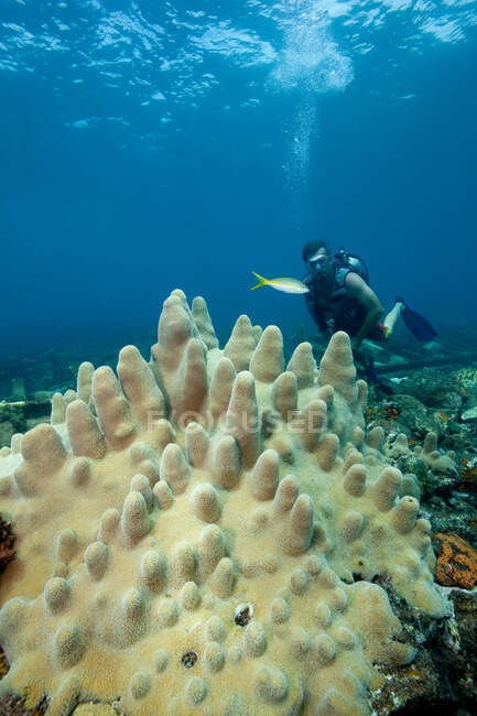 Дайвер на кораловому рифі — стокове фото