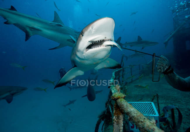 Hai füttern Tauchgang, Unterwasserblick — Stockfoto