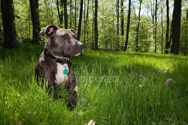 Perro sentado en la hierba - foto de stock