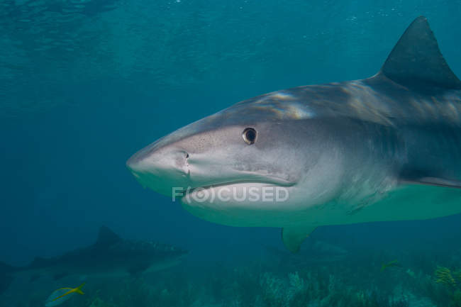 Vista lateral do tubarão tigre nadando sob a água — Fotografia de Stock
