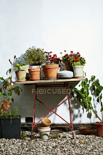 Plantas en maceta en la mesa - foto de stock