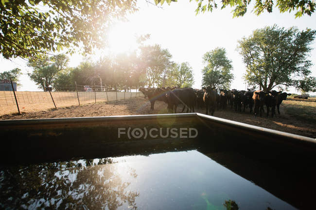 Корови в полі біля резервуара для води — стокове фото
