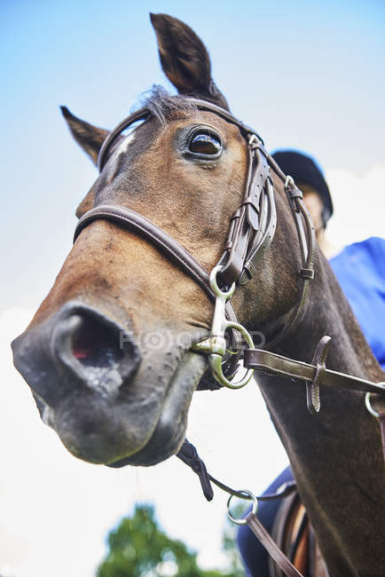 Angolo basso vista da vicino del cavallo guardando la fotocamera — Foto stock
