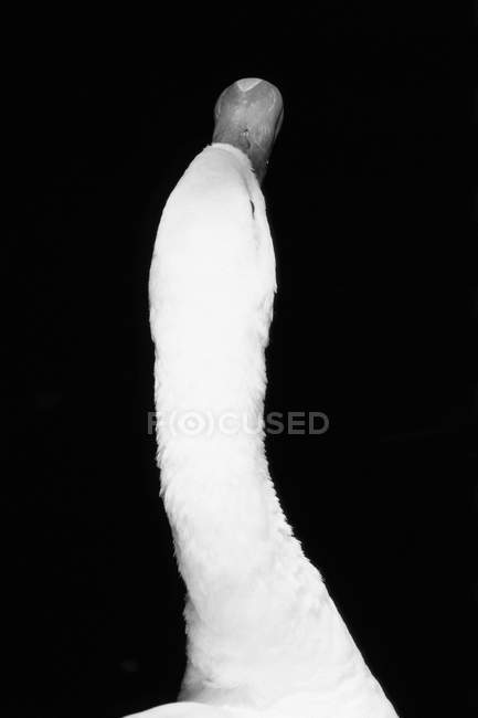 Close-up view of neck of beautiful white swan isolated on black background — Stock Photo