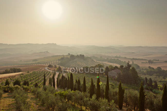 Rural vineyards at sunrise — Stock Photo