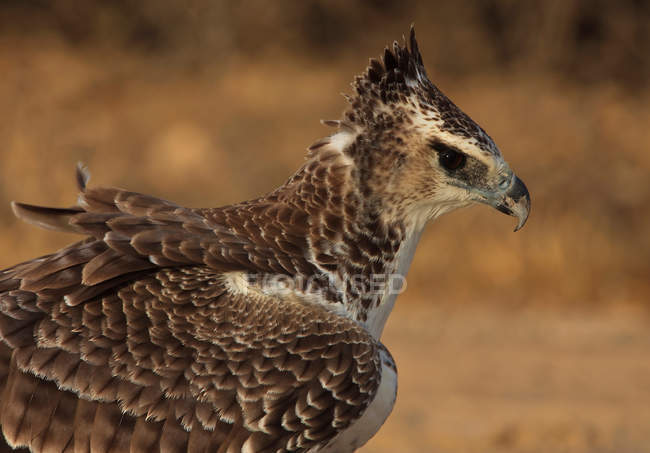 Junger kriegerischer Adler — Stockfoto