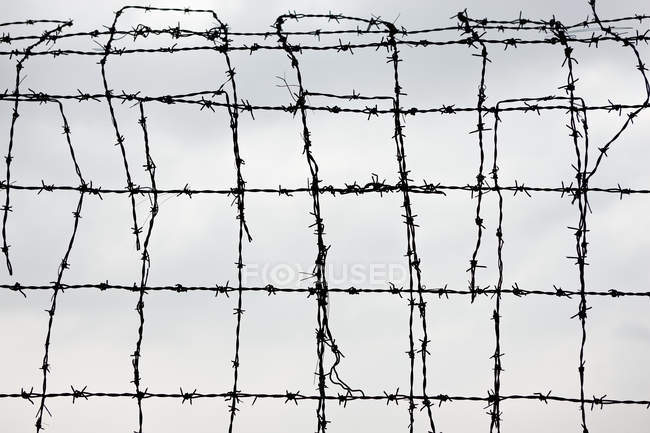 Barbed wire fence — Stock Photo