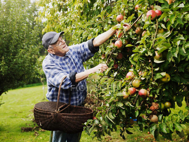 Älterer Mann pflückt Früchte vom Baum — Stockfoto