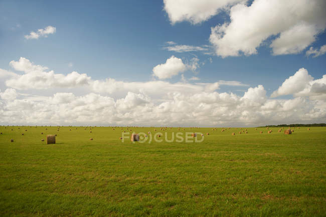 Fardos de feno no campo de cultivo — Fotografia de Stock