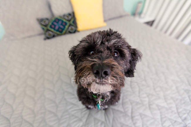 Hund sitzt auf Bett — Stockfoto