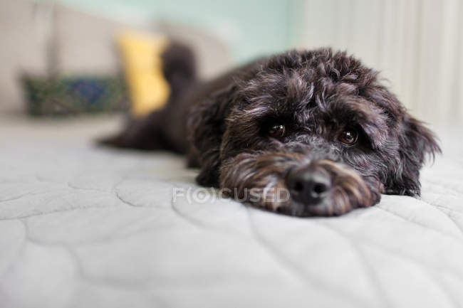 Hund auf Bett liegend — Stockfoto