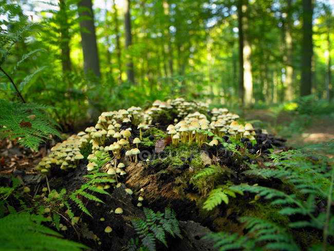 Funghi che crescono sul tronco — Foto stock