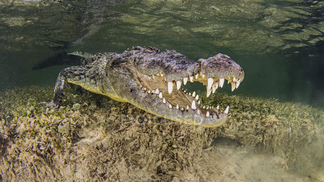 Американський крокодила на морському дні — стокове фото