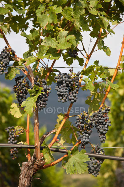 Grapes on vine in vineyard — Stock Photo