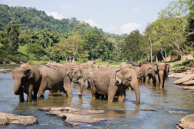 Стадо слонів під час поливу лунки з зеленими деревами і блакитним небом — стокове фото