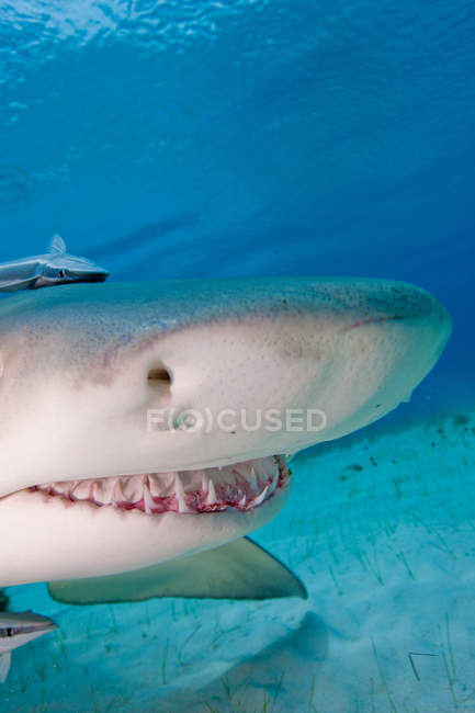 Cabeza de tiburón limón bajo el agua - foto de stock