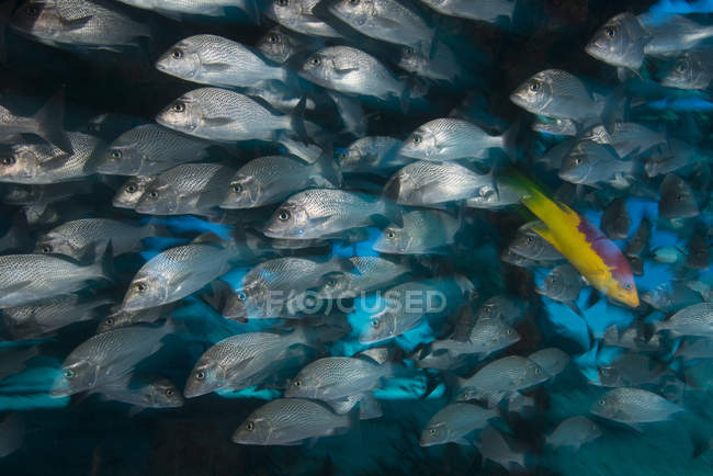 Vista lateral submarina de la escuela de peces - foto de stock