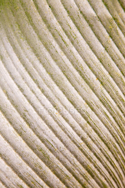 Close up pattern on a leaf — Stock Photo