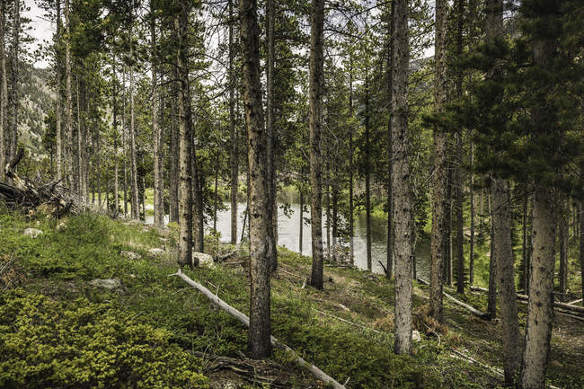 Вид сквозь лес, Red Lodge — стоковое фото