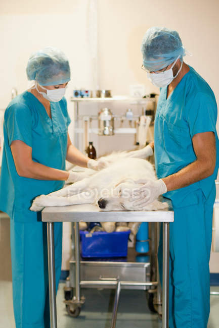 Ветеринарные хирурги, работающие с собакой — стоковое фото