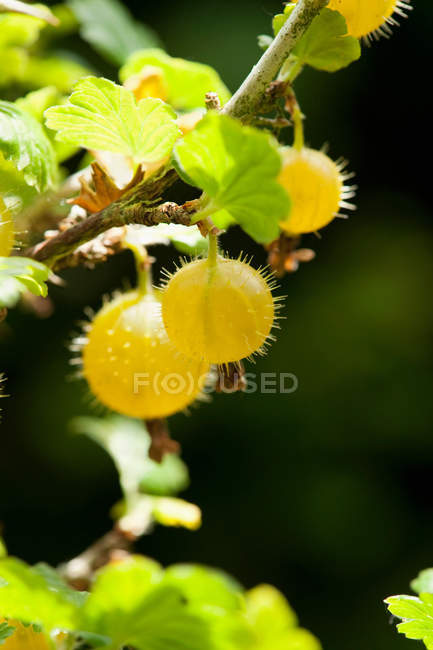 Close up of gooseberries hanging on bush — Stock Photo
