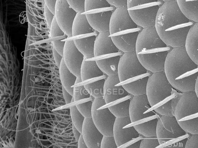 Ojo de mosca de la fruta con regla a escala - foto de stock