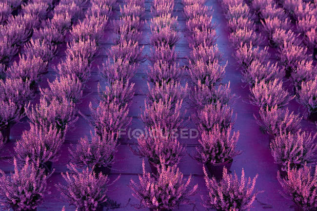 View of Heather plants growing in rows — Stock Photo