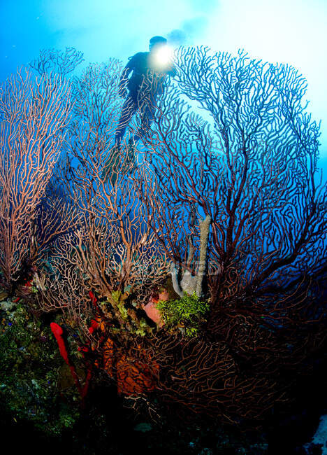 Cena de recife de coral com mergulhador. — Fotografia de Stock