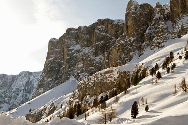 Bäume in verschneiter Berglandschaft — Stockfoto