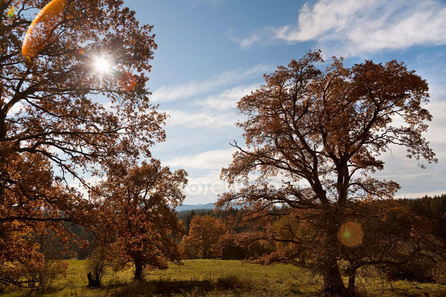 Soleil brille à travers les arbres — Photo de stock