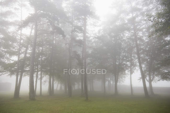 Neblige Bäume in ländlicher Landschaft — Stockfoto