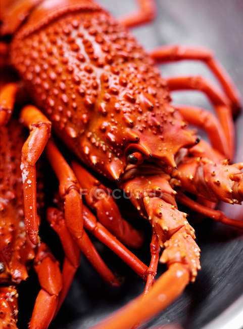 Tête de homard cuite — Photo de stock
