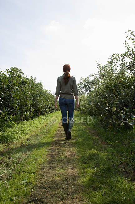 Jeune femme marchant dans le champ, vue arrière — Photo de stock