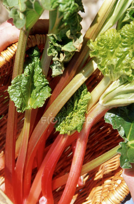 Gros plan de la plante de rhubarbe — Photo de stock