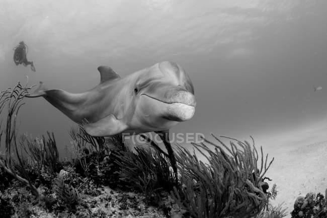 Black and white shot of bottlenose dolphin with diver swimming underwater — Stock Photo