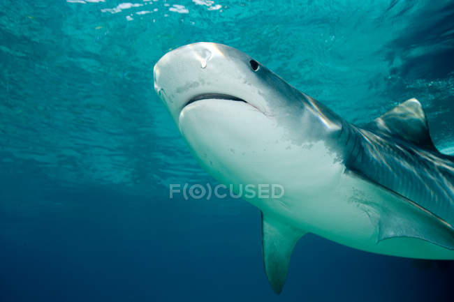 Vista lateral do tubarão tigre nadando sob a água — Fotografia de Stock