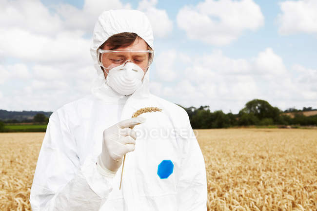 Cientista examinando grãos no campo de cultivo — Fotografia de Stock