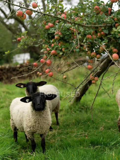 Sheep on green grass under apple tree — Stock Photo