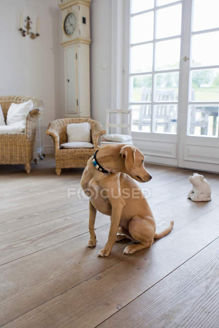 Собака сидит на гостиной — стоковое фото