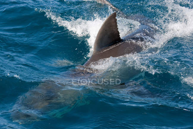 Barbatana Dorsal de Tubarão na água — Fotografia de Stock