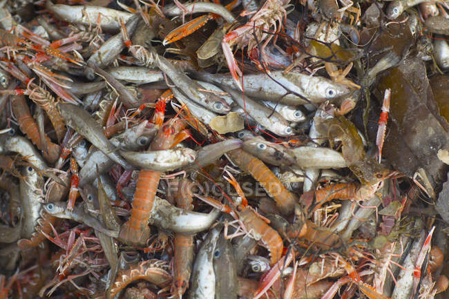 Assortment of fish and shellfish, full frame — Stock Photo