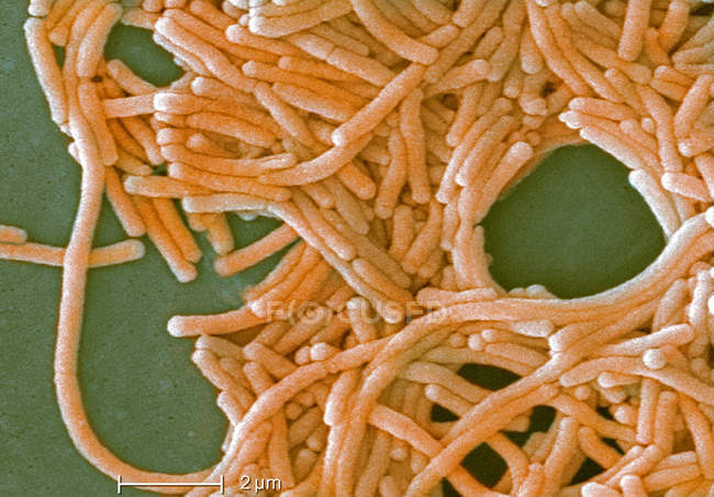 Bactéries Legionella avec règle graduée — Photo de stock