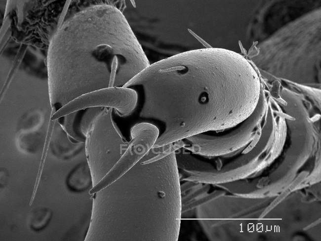 Artigli di scarabeo con regola in scala — Foto stock